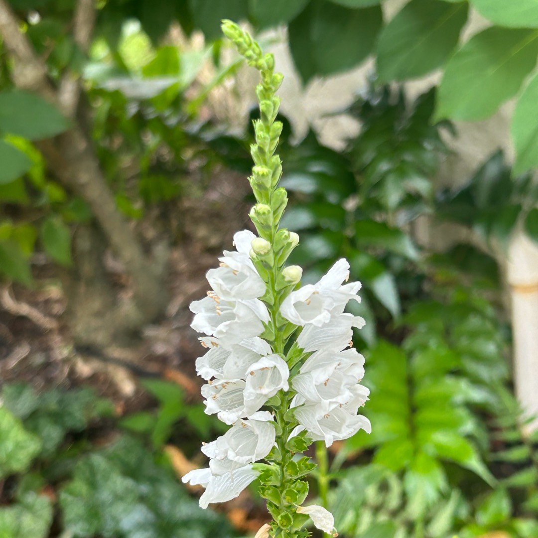 Obedient Plant Miss Manners in the GardenTags plant encyclopedia