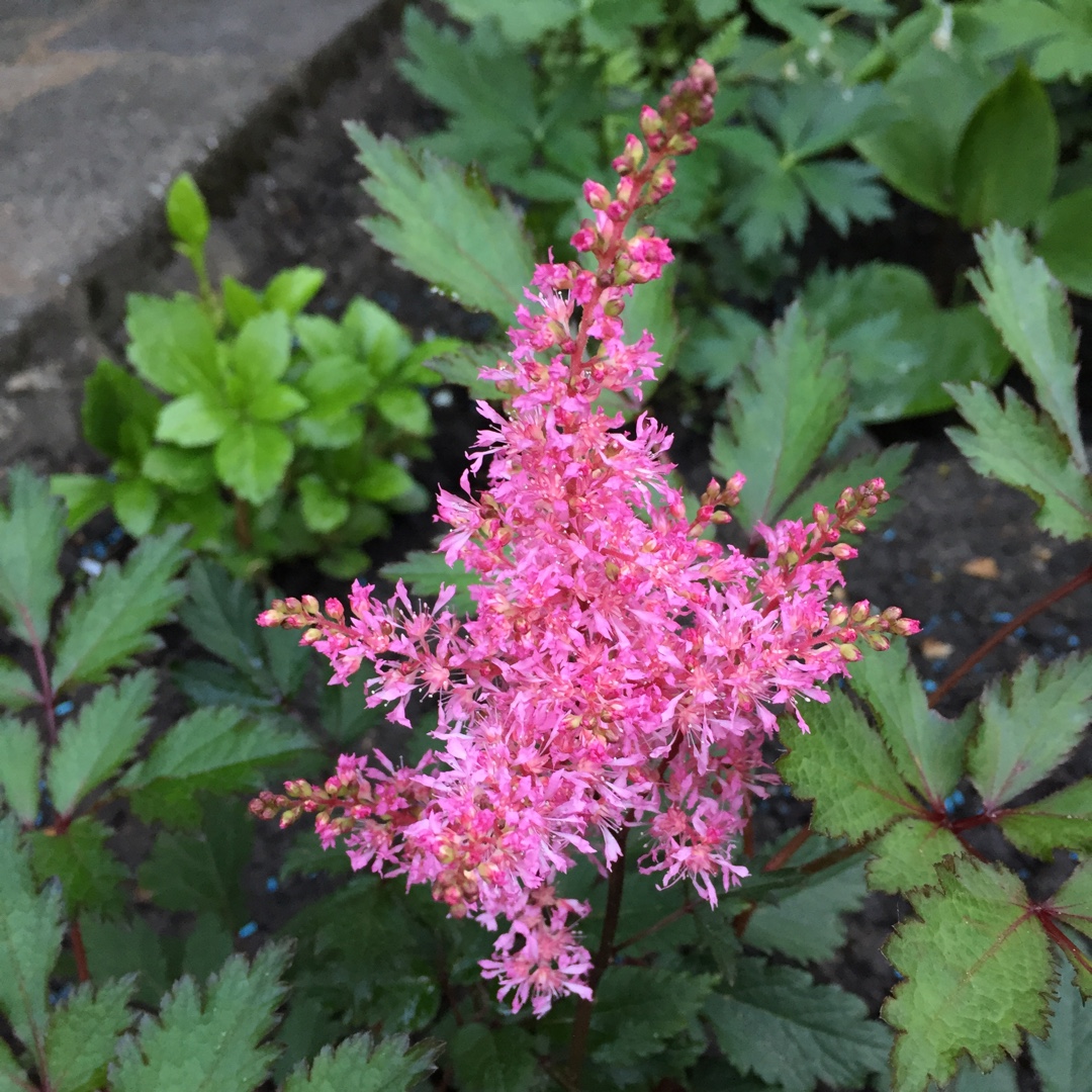 False Goats Beard Younique Pink in the GardenTags plant encyclopedia