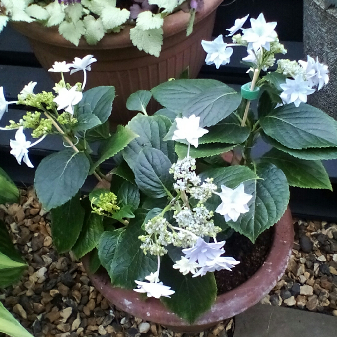 Hydrangea Fireworks Blue in the GardenTags plant encyclopedia