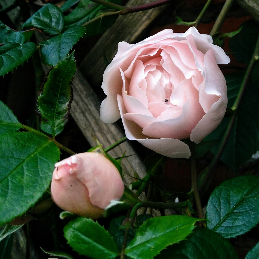 Rose The Constant Gardener in the GardenTags plant encyclopedia