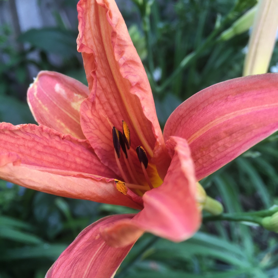 Daylily Bright Sunset in the GardenTags plant encyclopedia