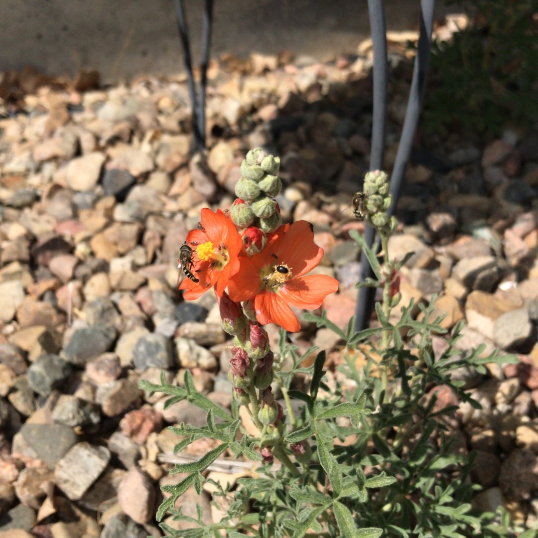 Scarlet Globemallow in the GardenTags plant encyclopedia