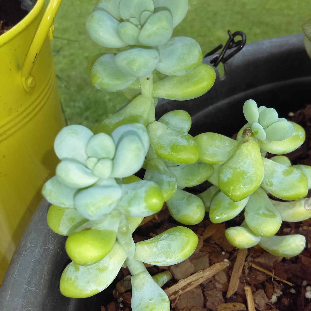 Stonecrop treleasei Rose in the GardenTags plant encyclopedia