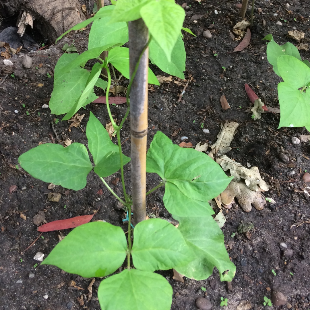 Climbing French Bean Blue Lake in the GardenTags plant encyclopedia