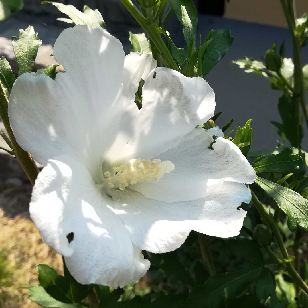 Rose of Sharon Totus Albus in the GardenTags plant encyclopedia