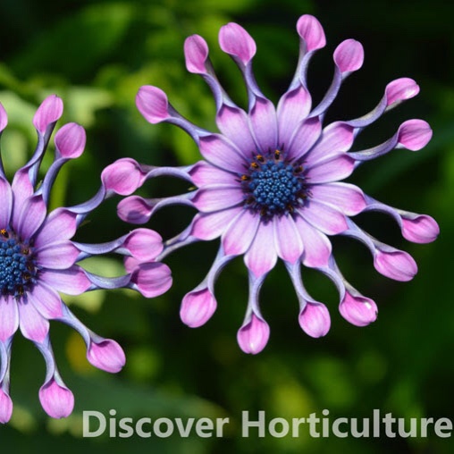 African Daisy Pink Whirls in the GardenTags plant encyclopedia