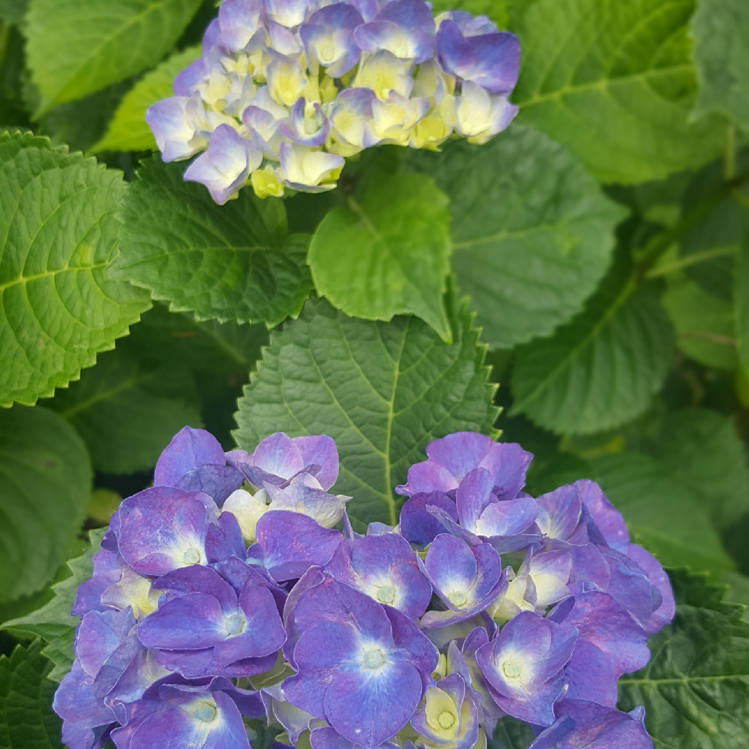 Hydrangea Glowing Embers in the GardenTags plant encyclopedia