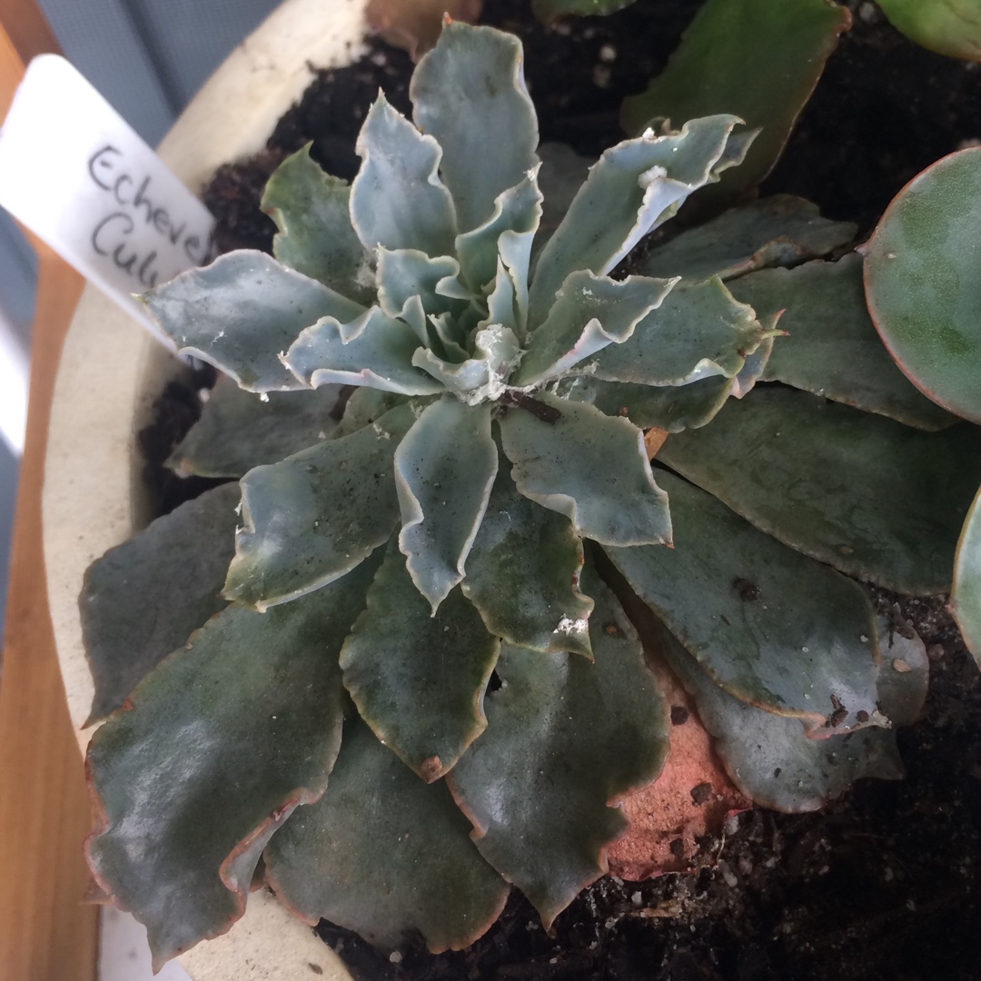 Echeveria Rippling Waters in the GardenTags plant encyclopedia