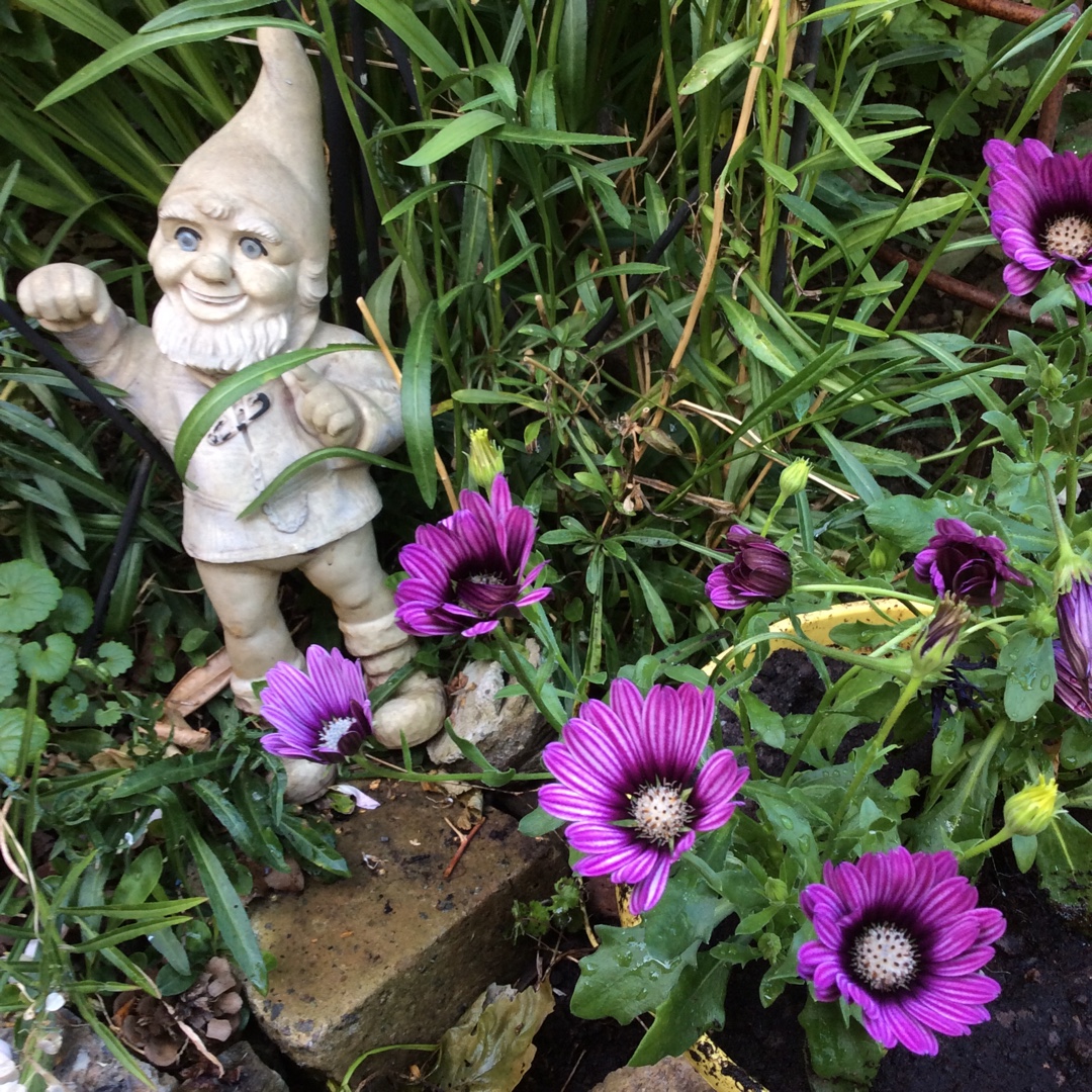 African Daisy  Purple Stripe in the GardenTags plant encyclopedia