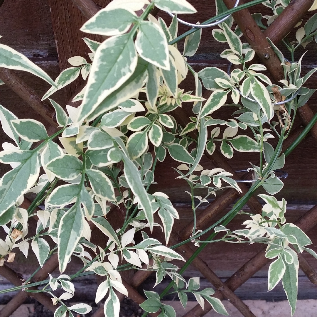 Variegated Scented Jasmine in the GardenTags plant encyclopedia