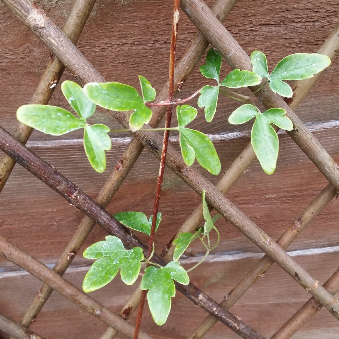 Clematis Calycina in the GardenTags plant encyclopedia