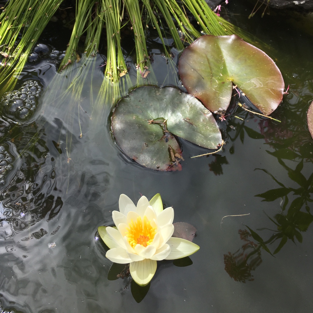 Dwarf Water Lily Candida in the GardenTags plant encyclopedia