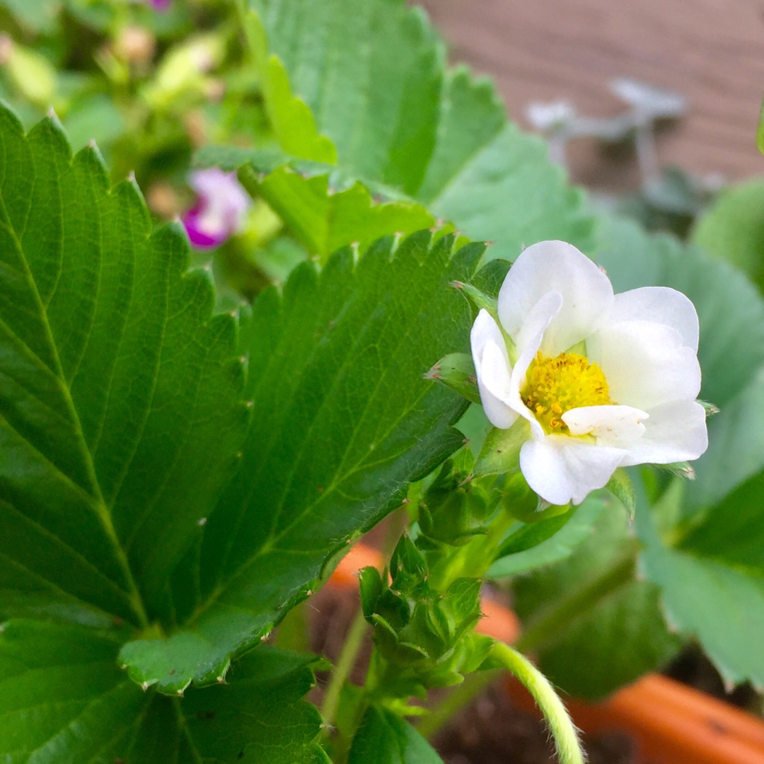 Strawberry Purple Wonder in the GardenTags plant encyclopedia