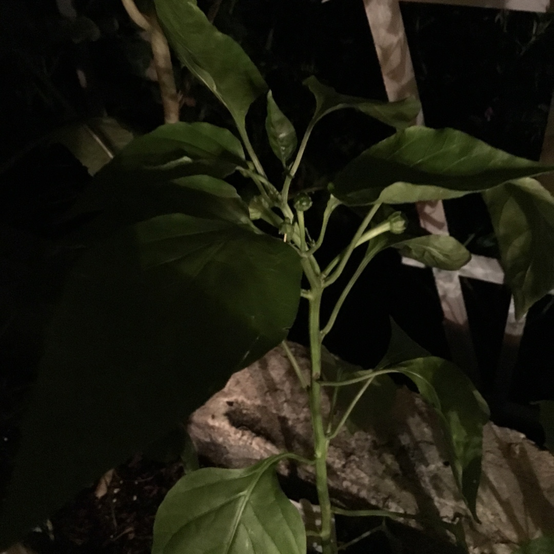 Baby Bell Pepper BellaFina Red in the GardenTags plant encyclopedia