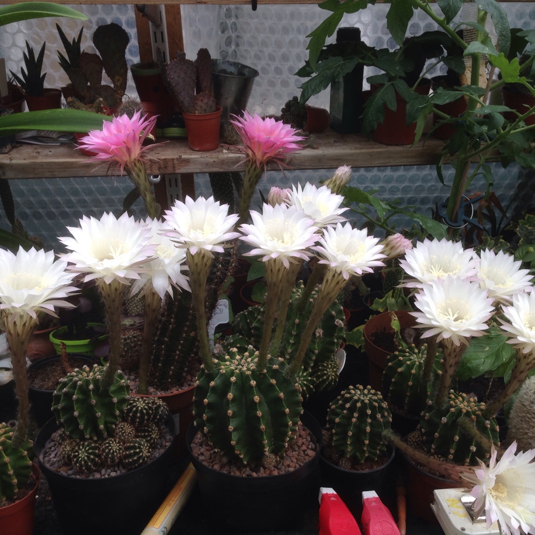 Echinopsis Paramount in the GardenTags plant encyclopedia