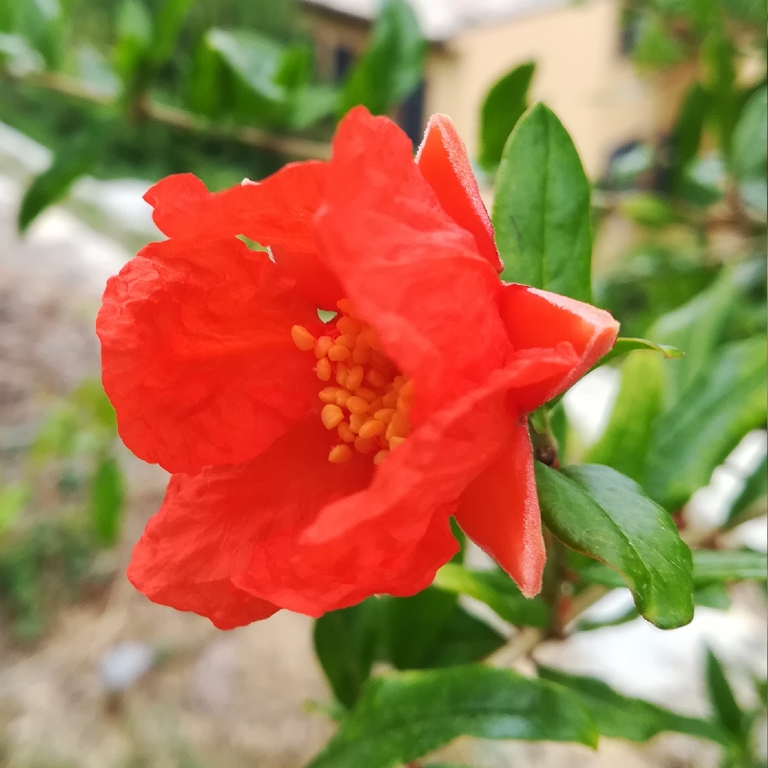 Pomegranate Wonderful in the GardenTags plant encyclopedia