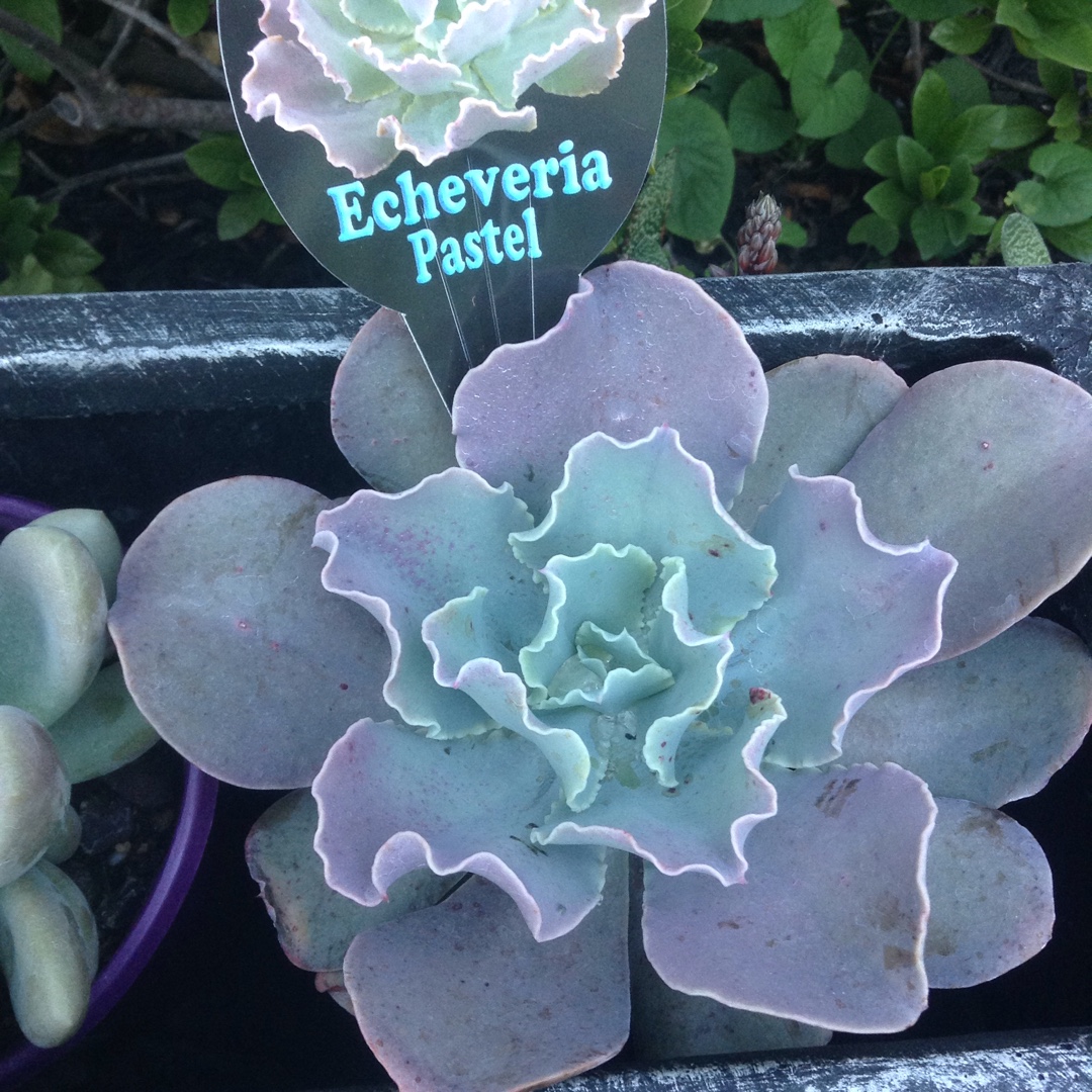 Echeveria Pastel in the GardenTags plant encyclopedia