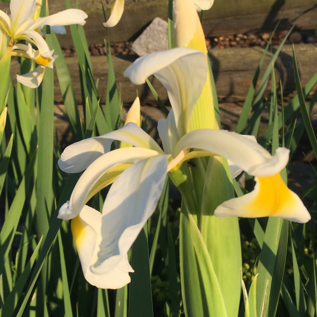 Turkish Iris in the GardenTags plant encyclopedia