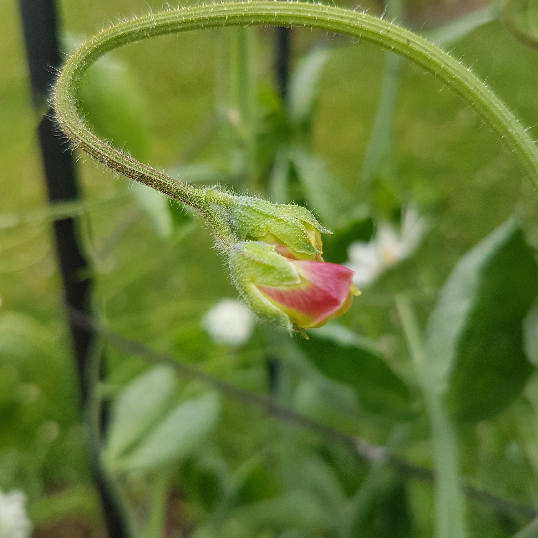 Sweet Pea Mumsie in the GardenTags plant encyclopedia