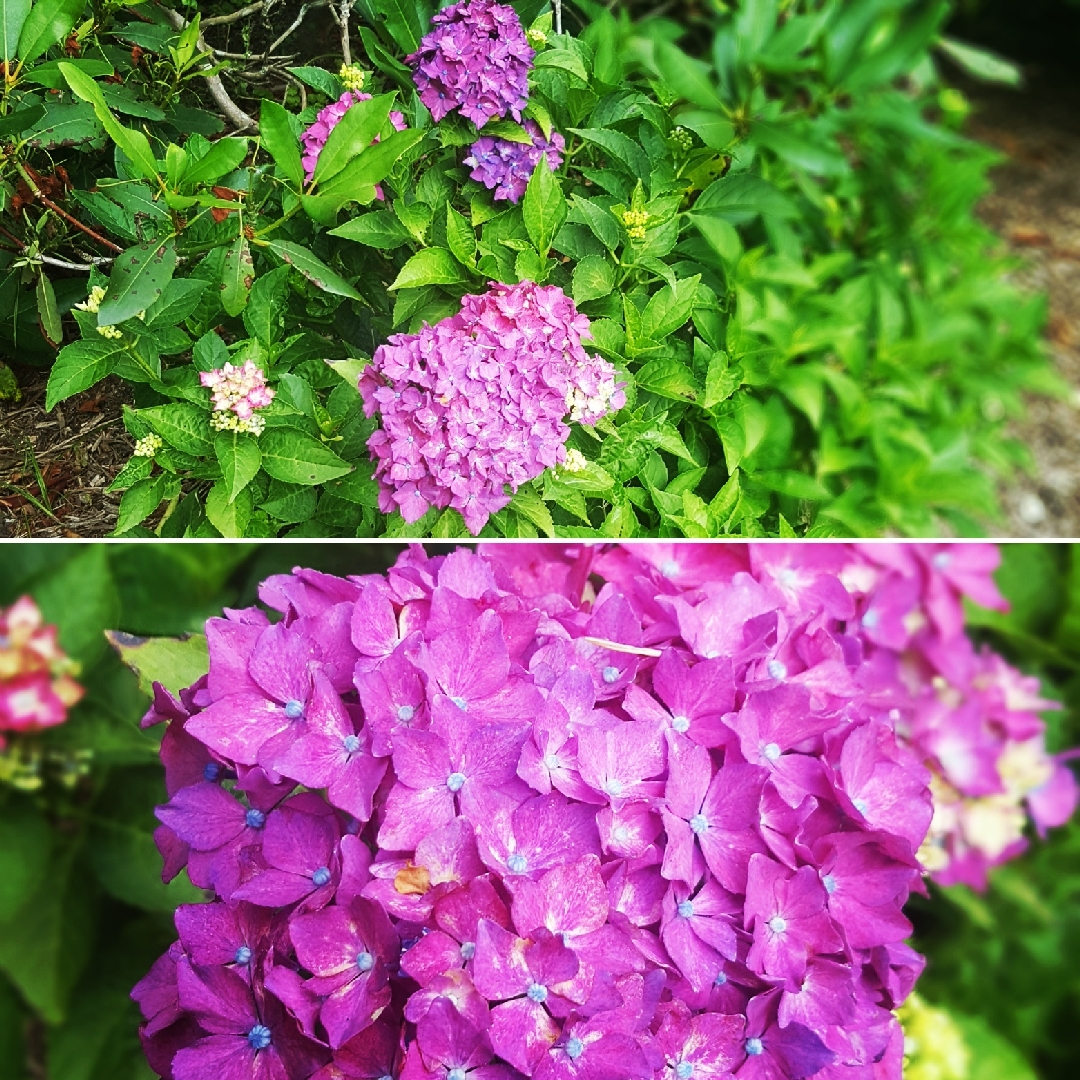 Hydrangea Pia in the GardenTags plant encyclopedia