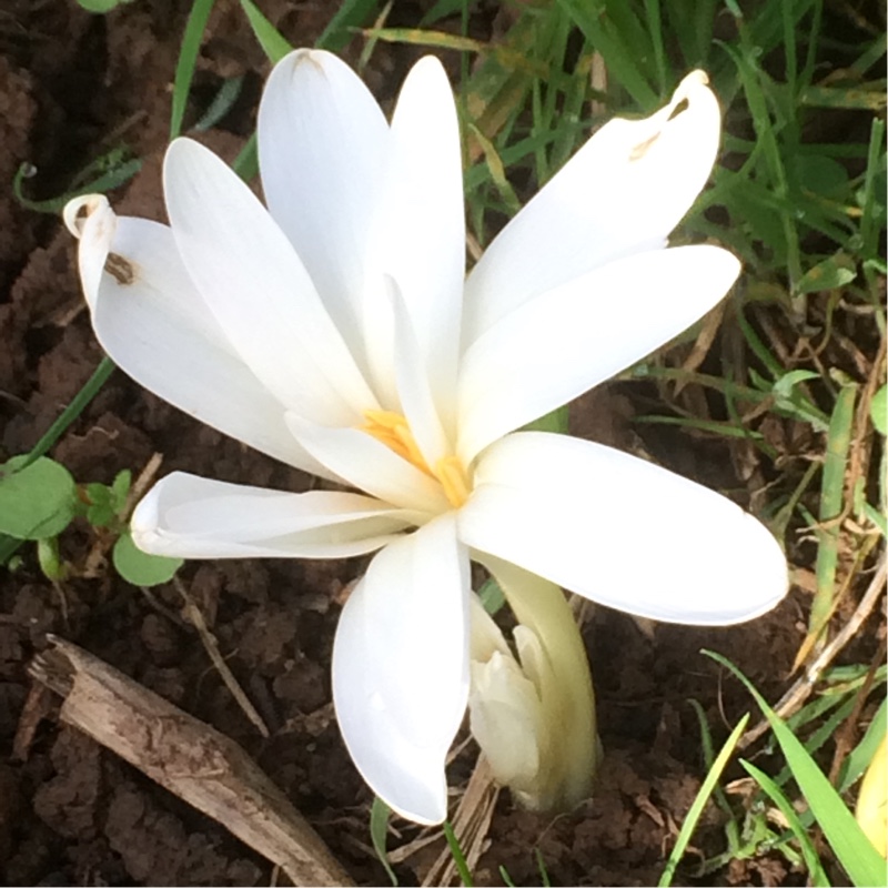 Autumn crocus Alboplenum in the GardenTags plant encyclopedia