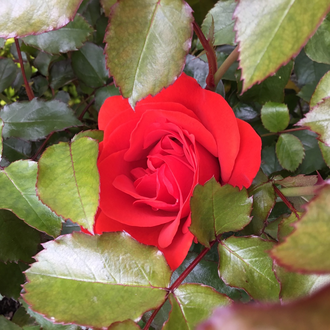 Rose Trumpeter in the GardenTags plant encyclopedia