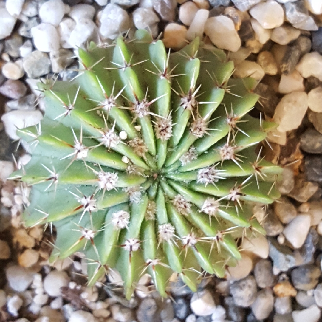 Ball Cactus in the GardenTags plant encyclopedia