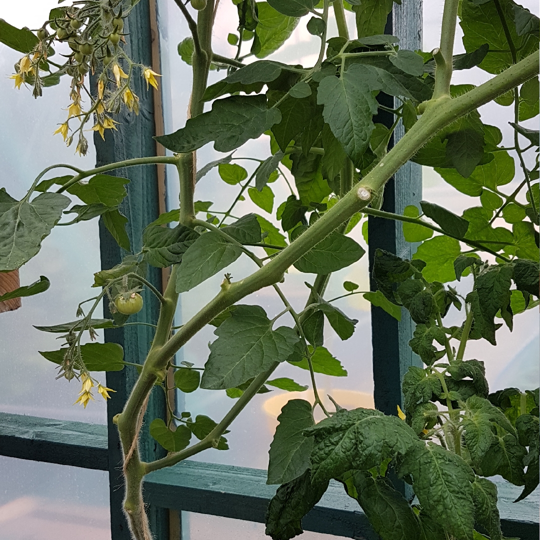 Tomato Sunbaby (Cherry Tomato) in the GardenTags plant encyclopedia