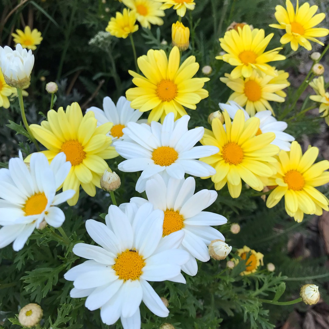 Marguerite Daisy Butterfly in the GardenTags plant encyclopedia