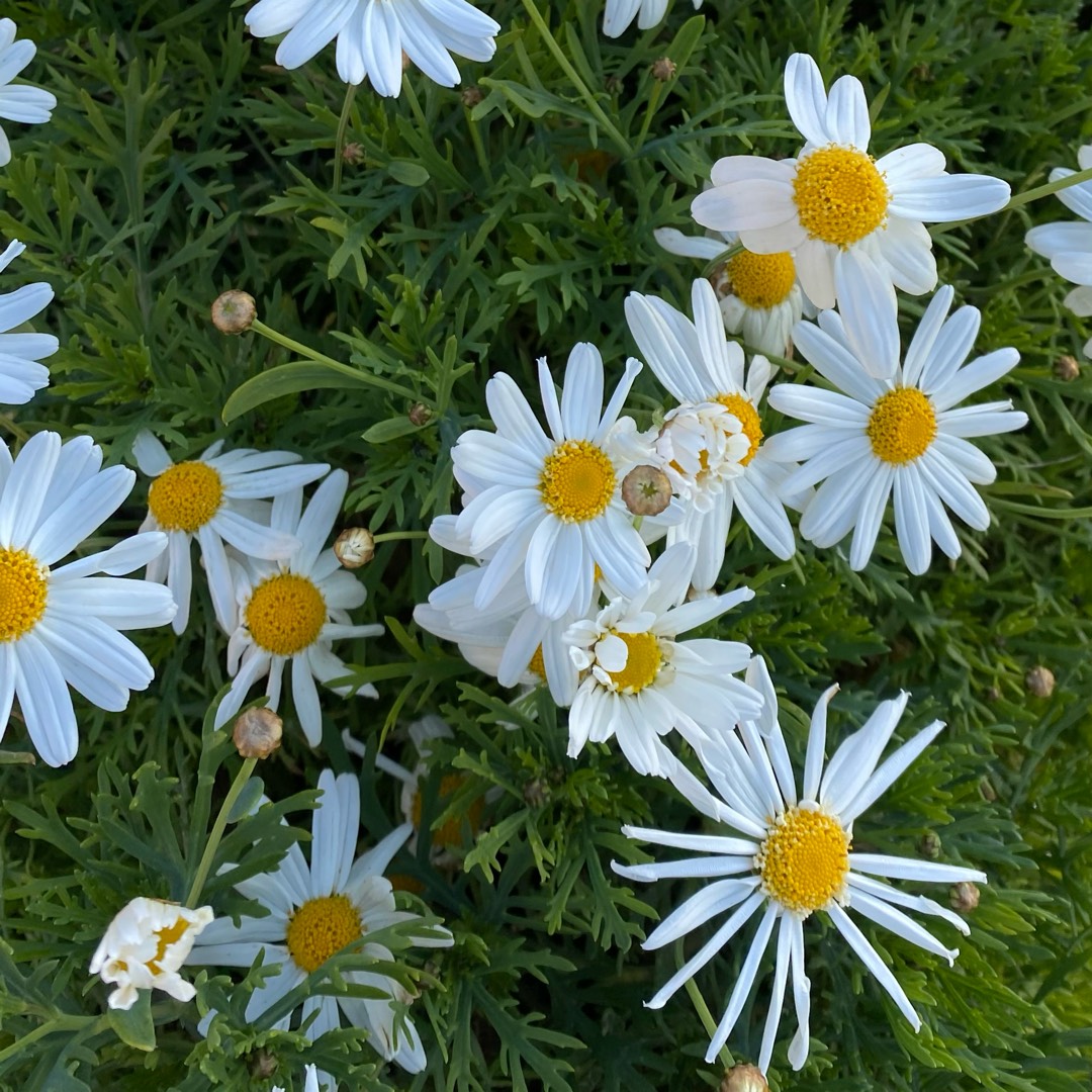 Marguerite Daisy Pure White Butterfly in the GardenTags plant encyclopedia