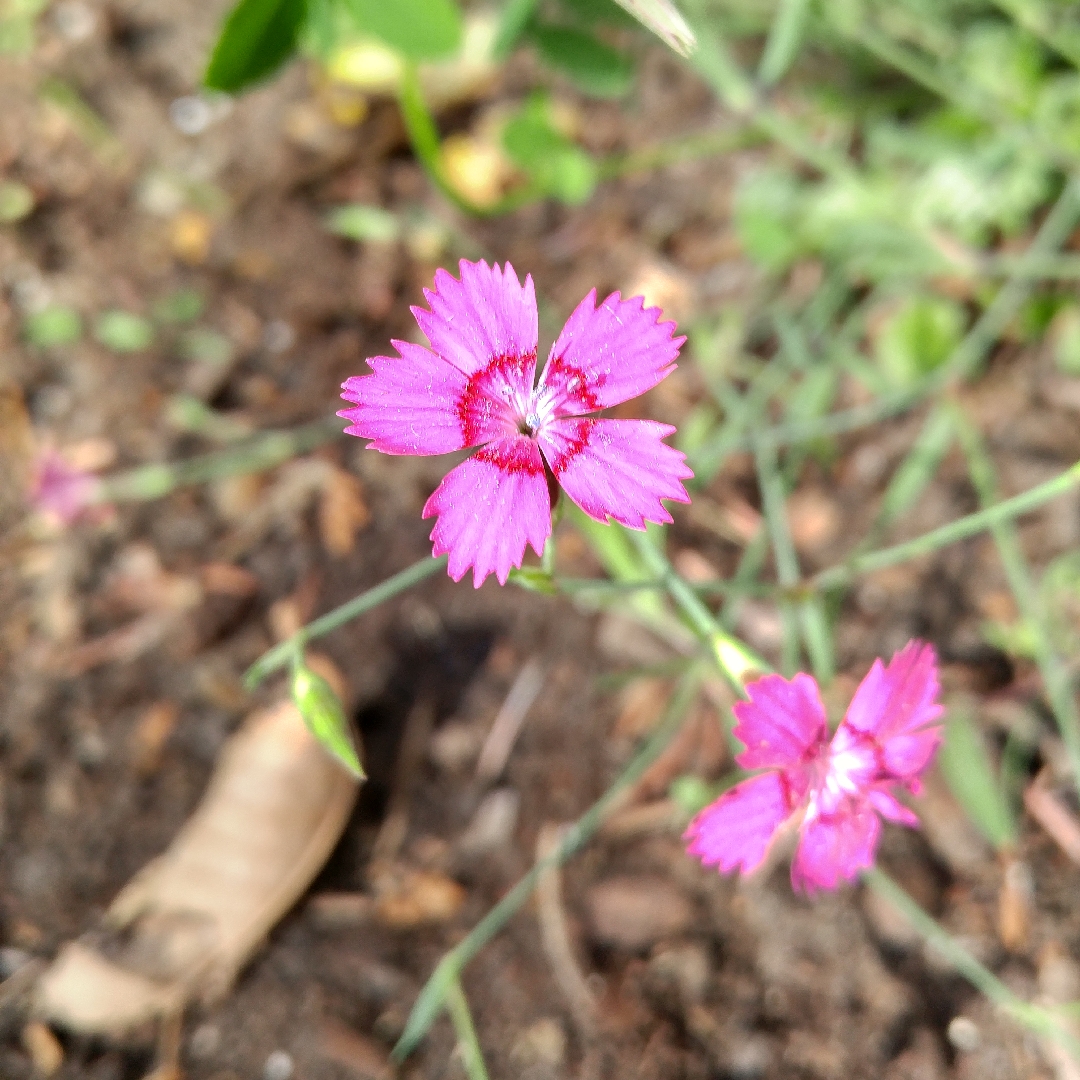 Maiden Pink Vampire in the GardenTags plant encyclopedia