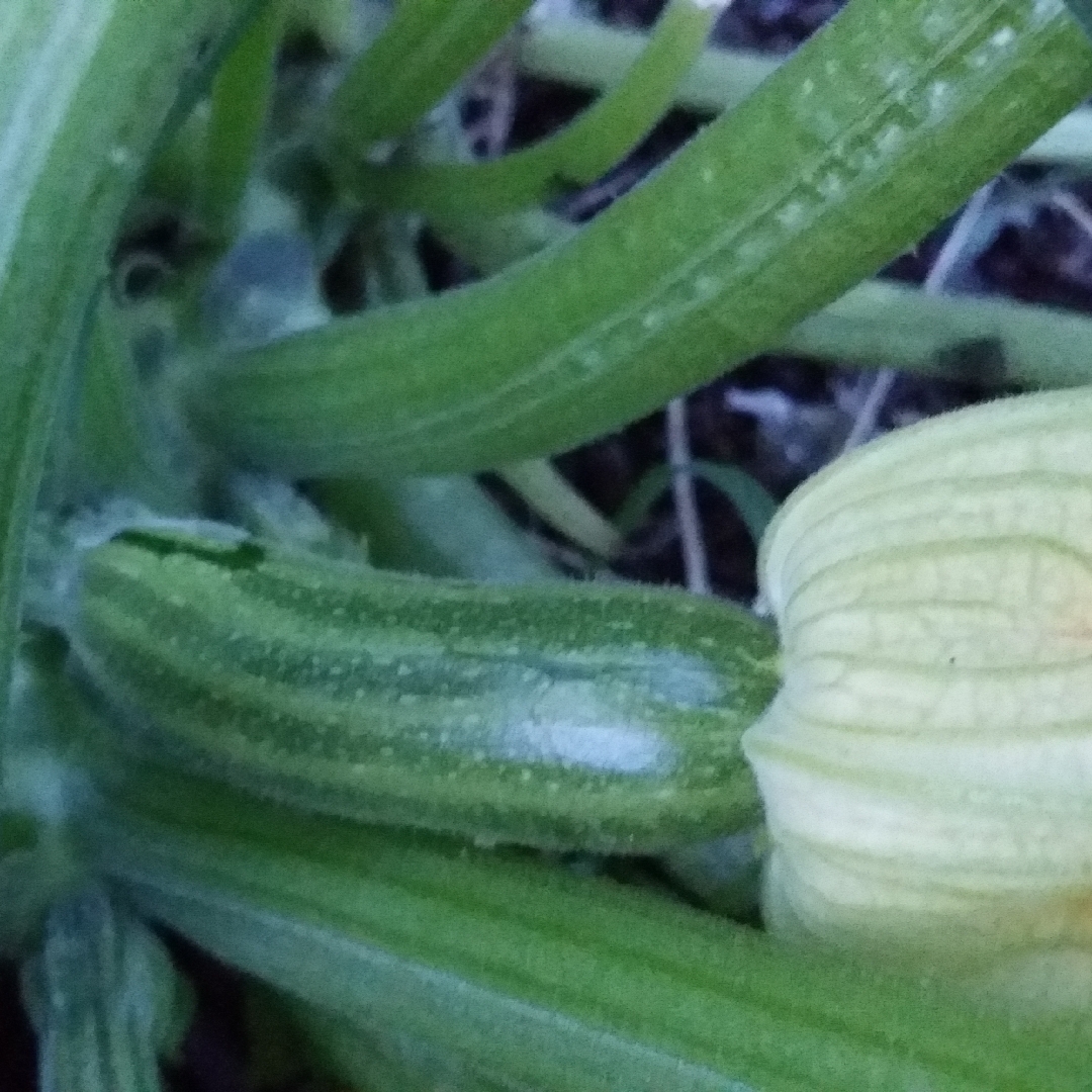 Zucchini Cocozelle in the GardenTags plant encyclopedia