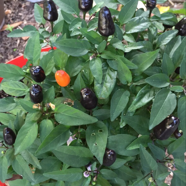 Chilli Pepper NuMex Halloween in the GardenTags plant encyclopedia