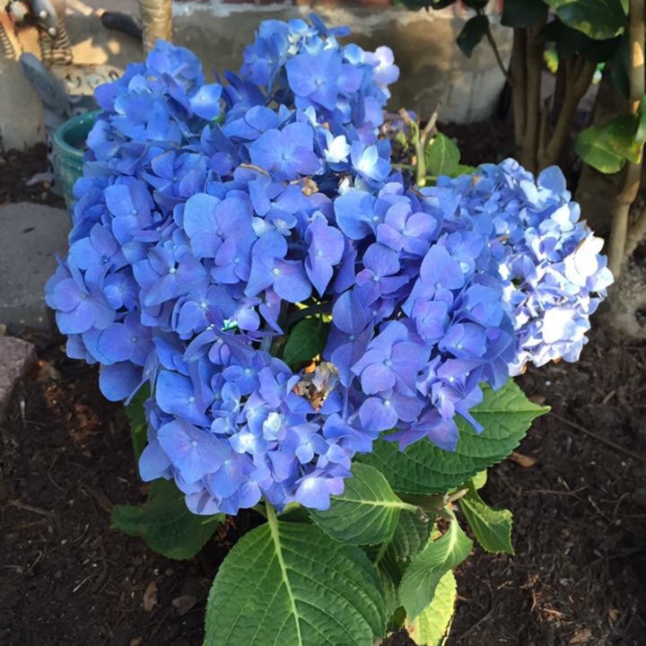 Hydrangea Macrophylla 'let's Dance® Blue Jangles®', Re-blooming 