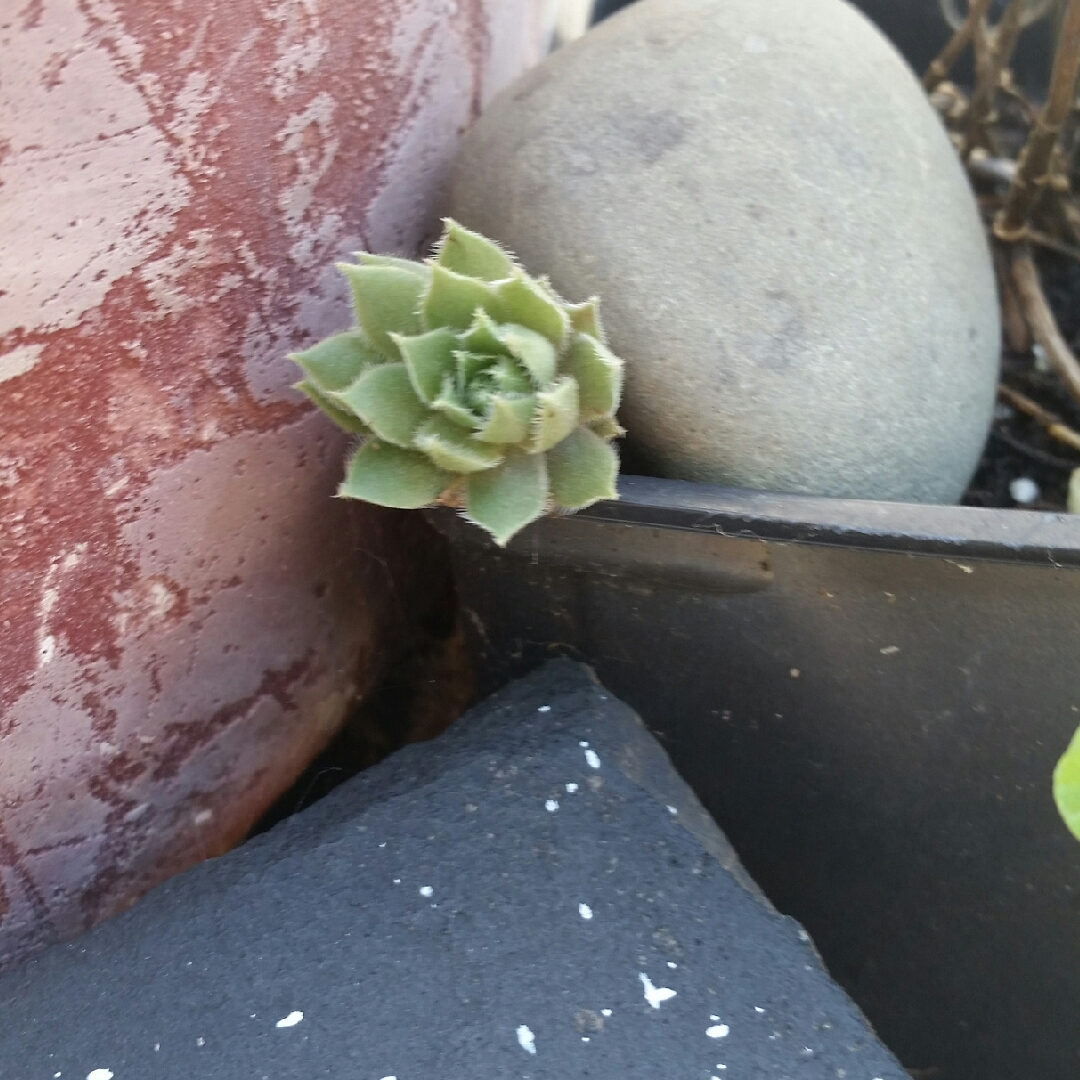 Agave flexispina in the GardenTags plant encyclopedia