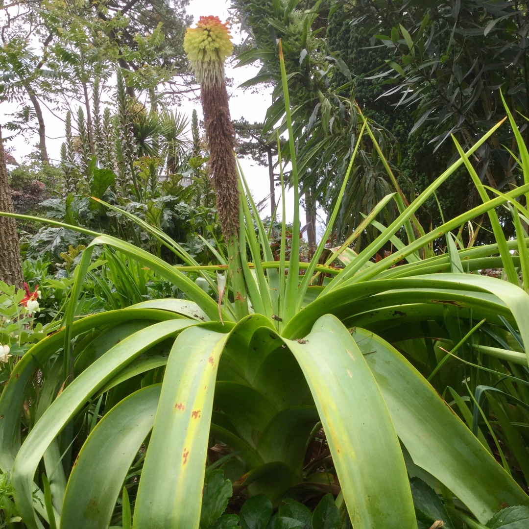 Red Hot Poker (Species) Giant Red Hot Poker in the GardenTags plant encyclopedia