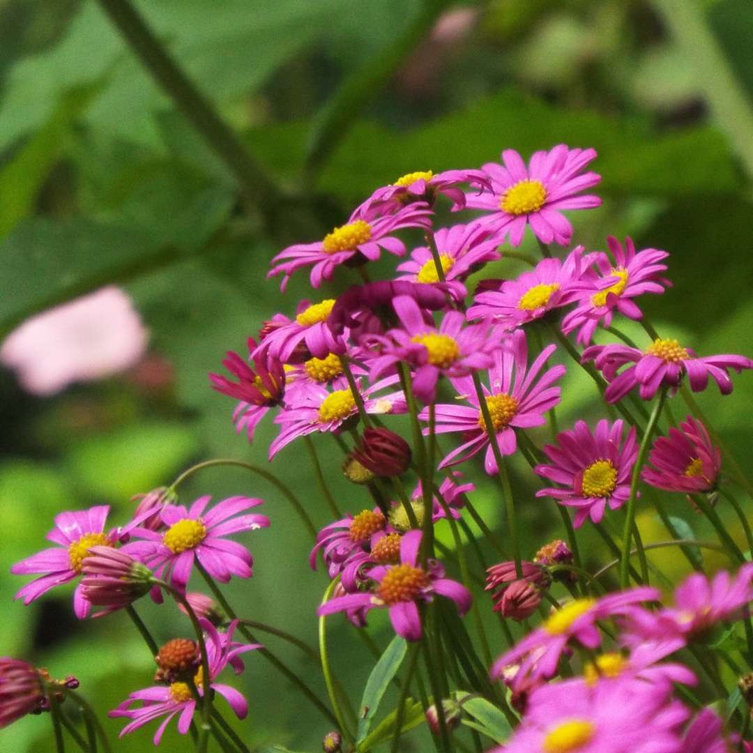 Swan River Daisy Magenta Delight in the GardenTags plant encyclopedia