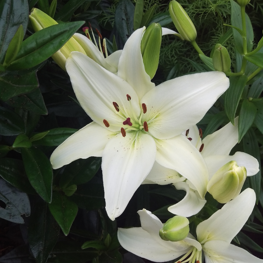 Lily Snow Crystal (Asiatic) in the GardenTags plant encyclopedia