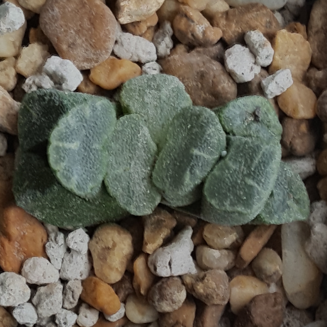 Haworthia maughanii in the GardenTags plant encyclopedia