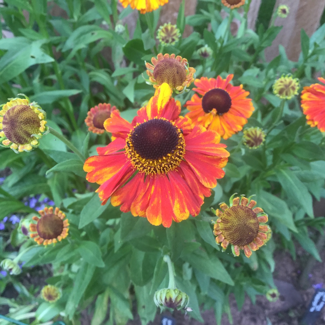 Sneezeweed Fire Glow in the GardenTags plant encyclopedia