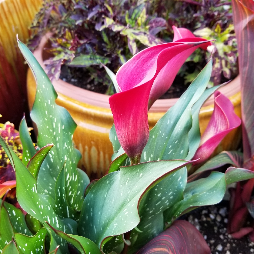 Calla Lily Red Charm in the GardenTags plant encyclopedia