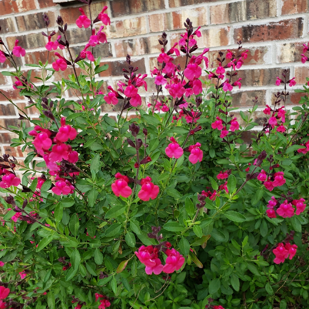 Baby Sage Pink Blush in the GardenTags plant encyclopedia