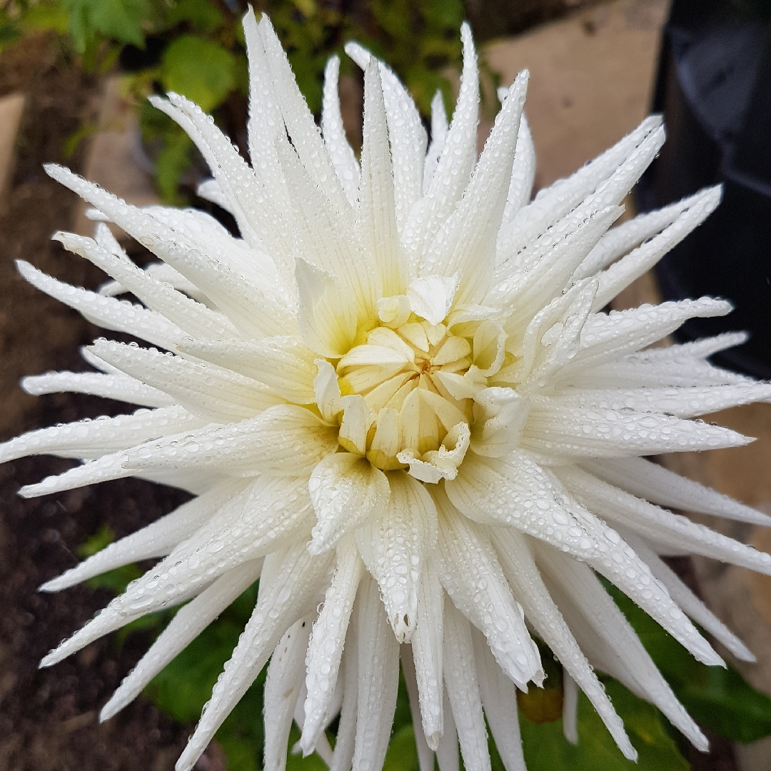 Dahlia Kenora Challenger in the GardenTags plant encyclopedia