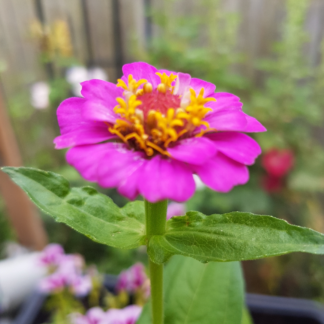 Zinnia Lilliput Purple in the GardenTags plant encyclopedia