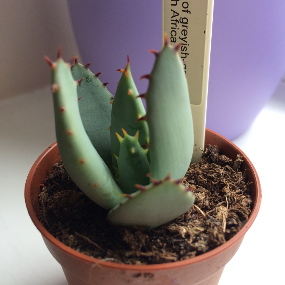 Canon aloe in the GardenTags plant encyclopedia