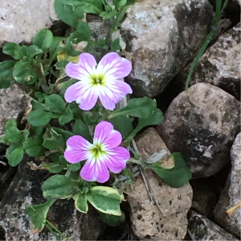 Virginia Stock in the GardenTags plant encyclopedia