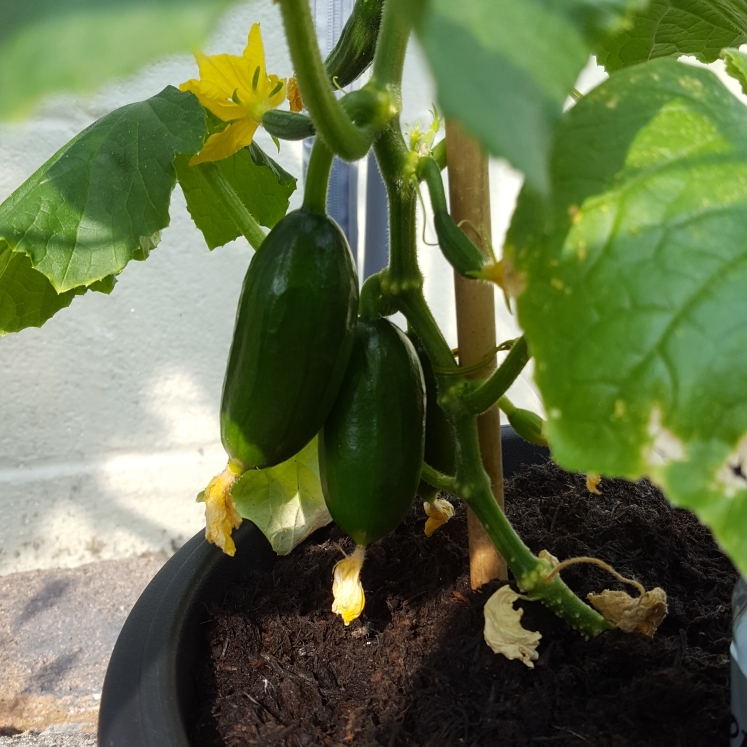 Cucumber Green Fingers in the GardenTags plant encyclopedia