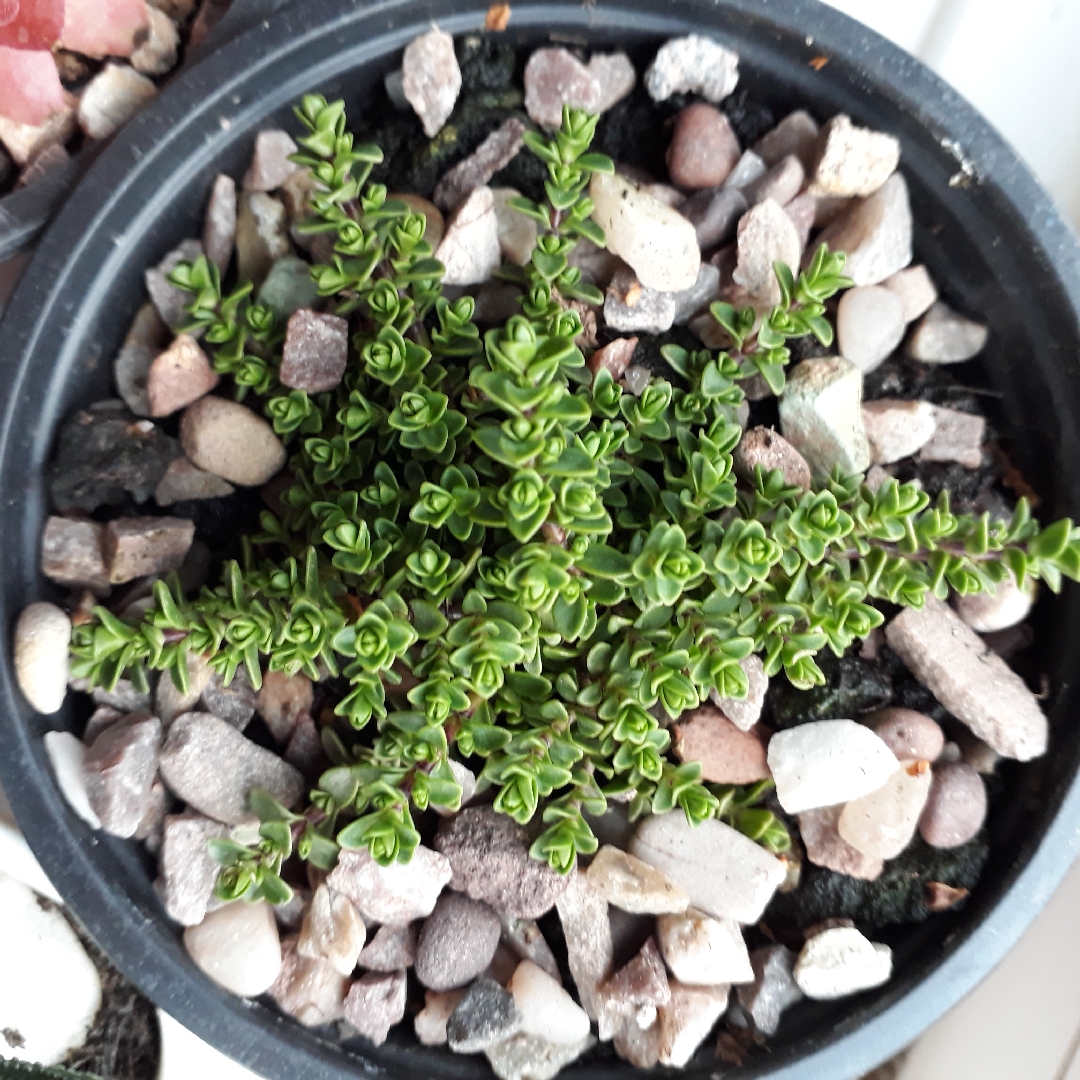 Shrubby Veronica Minor in the GardenTags plant encyclopedia