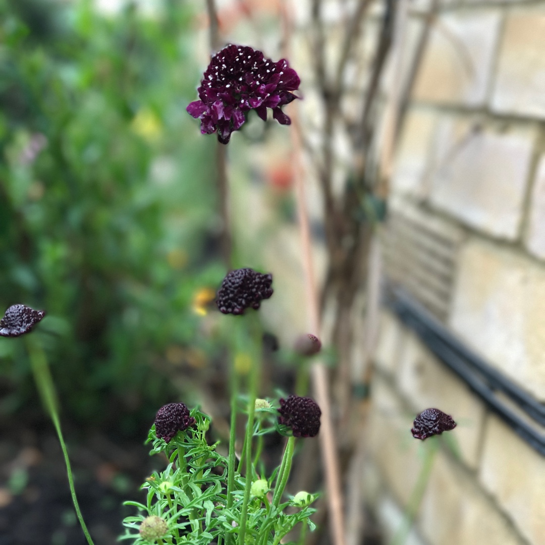 Pincushion Flower Barocca in the GardenTags plant encyclopedia