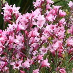 Gladioli (Species) Painted Lady Gladiolus in the GardenTags plant encyclopedia